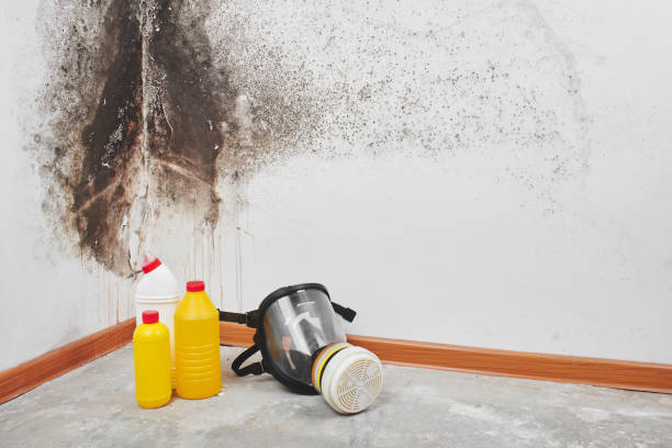 Best Emergency Mold Remediation in Hempstead, TX