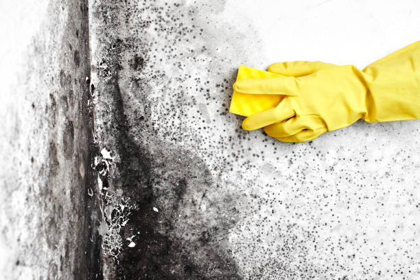 Best Basement Mold Remediation in Hempstead, TX