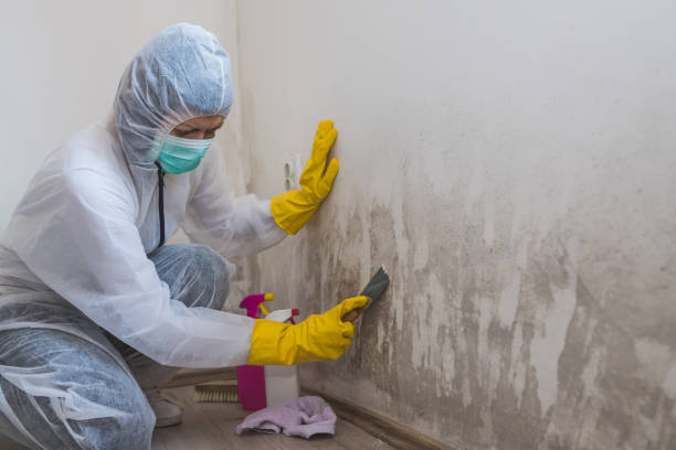 Best Black Mold Remediation in Hempstead, TX