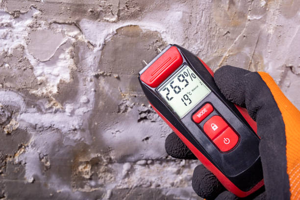 Best Basement Mold Remediation in Hempstead, TX