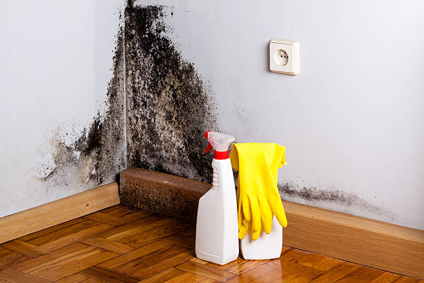 Best Crawl Space Mold Remediation in Hempstead, TX