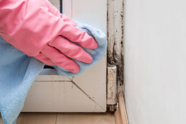 Best Bathroom Mold Remediation in Hempstead, TX