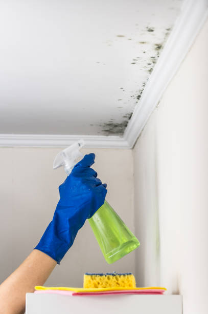 Best Kitchen Mold Remediation in Hempstead, TX