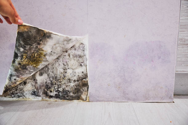 Best Post-Flood Mold Remediation in Hempstead, TX